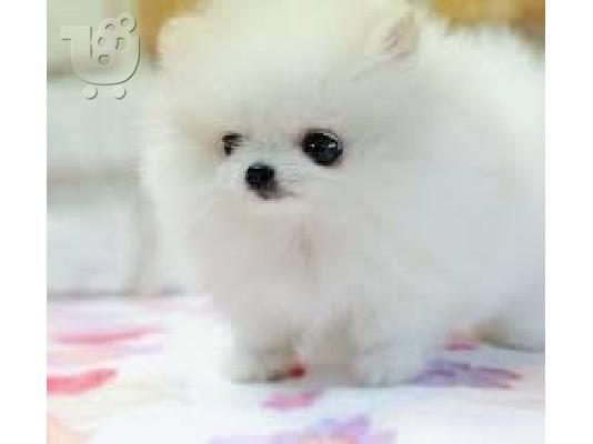 όμορφα Pomeranian Puppies προς πώληση